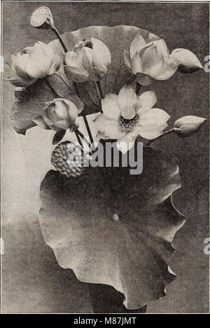 Dreer's garden book - seventy-third annual edition 1911 (1911) (20392582034) Stock Photo