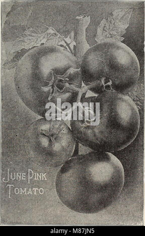 Dreer's garden book - seventy-third annual edition 1911 (1911) (20827574369) Stock Photo