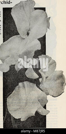Dreer's Garden Book (1919) is a horticultural guide that covers a wide range of plants, including flowers, shrubs, and trees suitable for cultivation in different climates. It includes detailed descriptions of plant varieties, their care instructions, and planting techniques for gardeners. Stock Photo