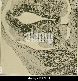 This 1904 study focuses on the development of the human brain during ...