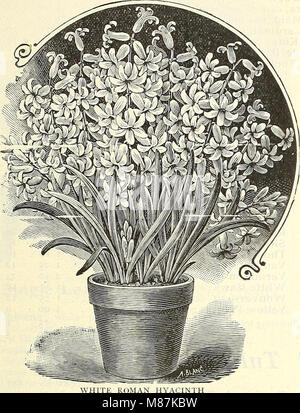 Dreer's wholesale price list - plants bulbs seasonable flower and vegetable seeds fertilizers, tools, etc., etc (1904) (20433816074) Stock Photo