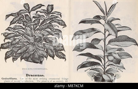 Dreer's wholesale price list - summer edition July to August 1901 plants bulbs seasonable flower and vegetable seeds, fertilizers, tools, etc., etc (1901) (20431269614) Stock Photo
