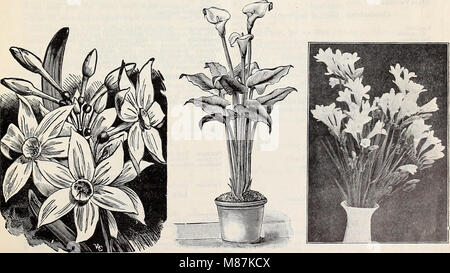 Dreer's wholesale price list 1907 - bulbs plants seasonable flower and vegetable seeds fertilizers, tools, etc., etc (1907) (14589927789) Stock Photo