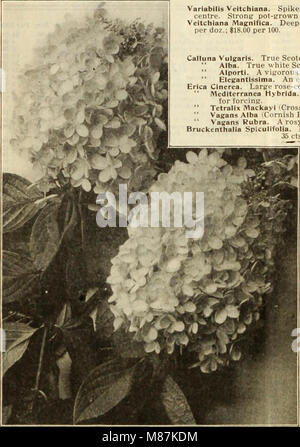 Dreer's wholesale price list of seeds plants and bulbs for florists - fertilizers, insecticides, tools and sundries (1912) (20438260063) Stock Photo