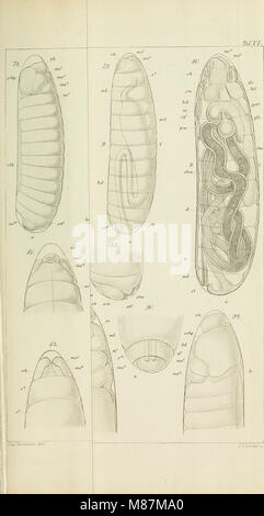 Die Entwicklung der Dipteren - ein beitrag zur Entwicklungeschichte der Insecten (1864) (20726062839) Stock Photo