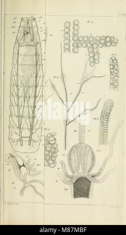 Die Entwicklung der Dipteren - ein beitrag zur Entwicklungeschichte der Insecten (1864) (20912820435) Stock Photo