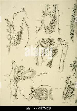 Die Entwicklung der Kiemen bei Cyclas cornea und andern Acephalen des süssen Wassers - ein Beitrag zur Organogenese und Phylogenie der Lamellibranchiaten (1911) (20903327132) Stock Photo