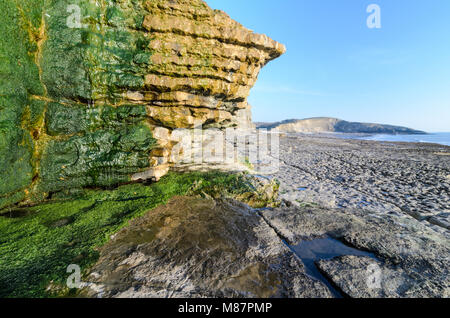 Seaweed contrasting with the rocky shoreline of Dunraven Bay in Southerndown, South Wales Stock Photo