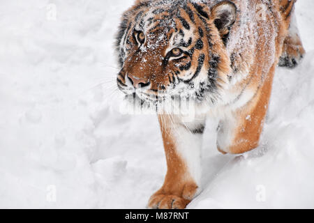 Close up portrait of one young male Amur (Siberian) tiger in fresh white snow sunny winter day, looking up at camera, high angle view Stock Photo