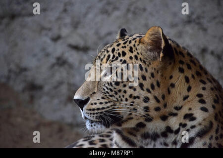 Close up side profile portrait of Amur leopard (Panthera pardus orientalis) looking away, low angle view Stock Photo