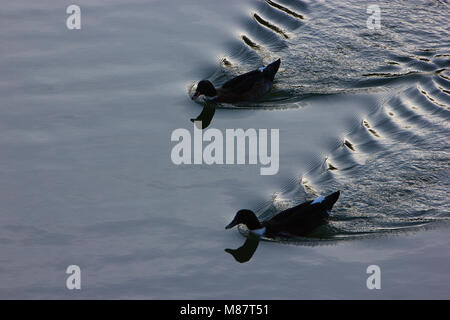 a beautiful photo of two ducks swimming in the lake Stock Photo