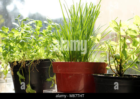 Herbs growing in pots Stock Photo