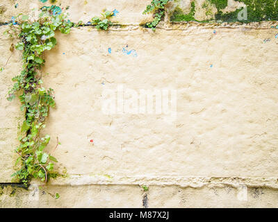 Real pink plastered wall with ivy background Stock Photo