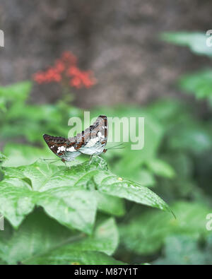 Two butterflies mating while perching on leaves. Limentis populi. Poplar admiral butterfly Stock Photo