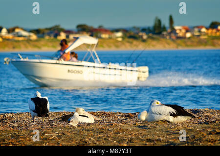 Australian Pelican (Pelecanus conspicillatus) resting on beach with boat passing in the background Stock Photo