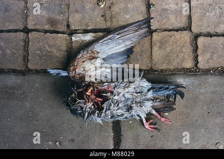 Closeup of a dead pigeon Stock Photo