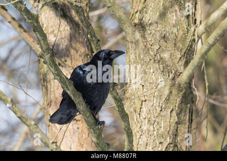 Kolkrabe, Kolk-Rabe, Kolk, Rabe, Corvus corax, common raven, northern raven, raven, Le Grand Corbeau Stock Photo