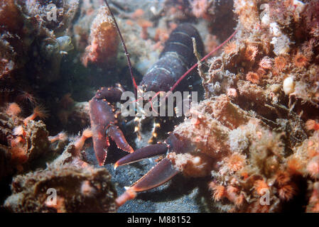 Lobster walking around with some red anemones around it Stock Photo