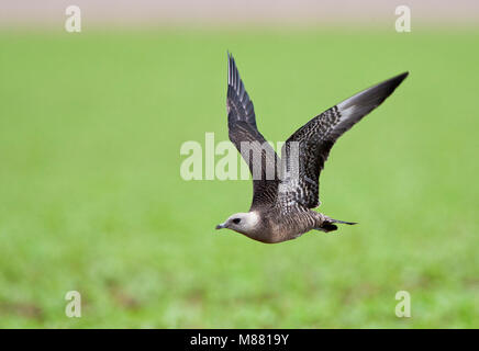 Kleinste Jager, Long-tailed Skua, Stercorarius longicaudus Stock Photo