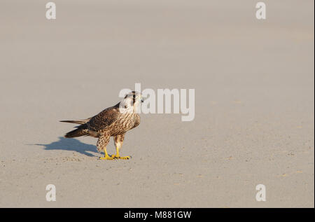 Slechtvalk; Peregrine Falcon (Falco peregrinus) Stock Photo