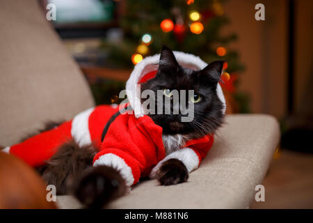 Photo of festive cat in Santa costume sitting in chair Stock Photo