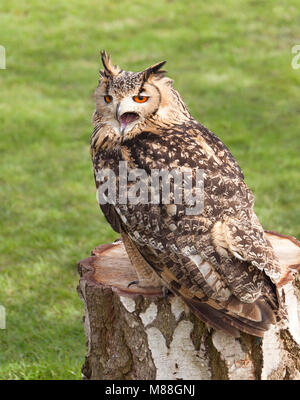 Indian Rock Owl Stock Photo