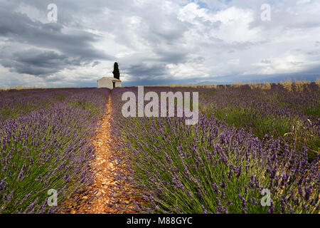 Beautiful traditional house in lavender Field near Valensole, Provence-Alpes-Cote d'Azur, France Stock Photo