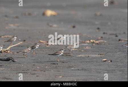 Semipalmated Plovers (Charadrius semipalmatus) on a sandy Mexican beach Stock Photo