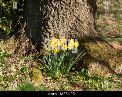 Daffodils growing amongst oak tree roots Stock Photo