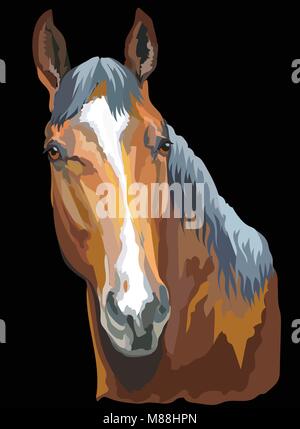 Colored portrait of Trakehner horse. Horse head isolated vector illustration on black background Stock Vector