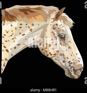 Colored portrait of Appaloosa horse. Horse's spotted head in profile isolated vector illustration on black background Stock Vector