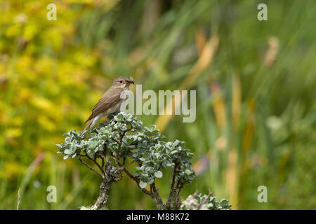 Spotted Flycatcher, Muscicapa striata, single adult perched on top of shrub with insect in bill. Summer migrant.  Taken June, The HIghlands, Scotland Stock Photo