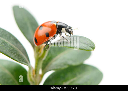ladybird on green leaf isolated on a white background Stock Photo