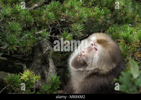 Dominant male Stump-tailed Macaque in a Huangshan pine tree, Huangshan National Park, Anhui, China Stock Photo