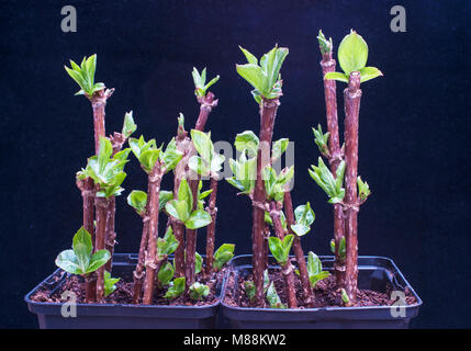 Weigela florida 'Foliis Purpureis' cuttings in pots. Stock Photo