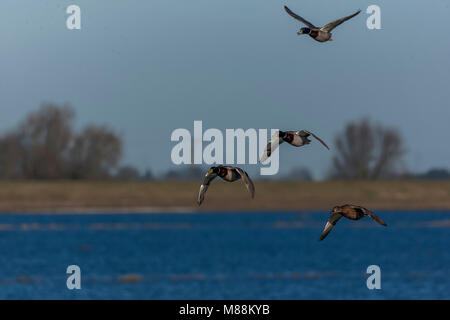 Mallard Ducks in Flight Stock Photo