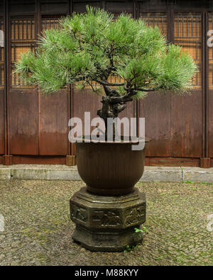 Bonsai tree, Classical Garden, Suzhou, Jiangsu, China