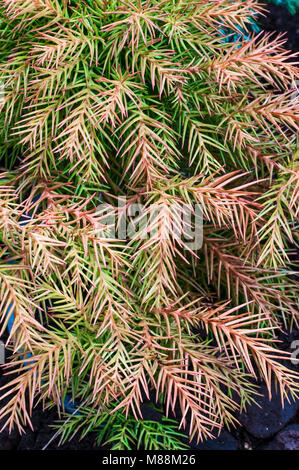 Dwarf Conifer Cryptomeria japonica 'Lobii Nana'  turning from winter Bronze to Green for summer. Japanese Cedar. Stock Photo