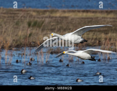Two Whooper Swans in Flight Stock Photo