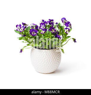 Colorful  pansy flower plant in white pot isolated Stock Photo