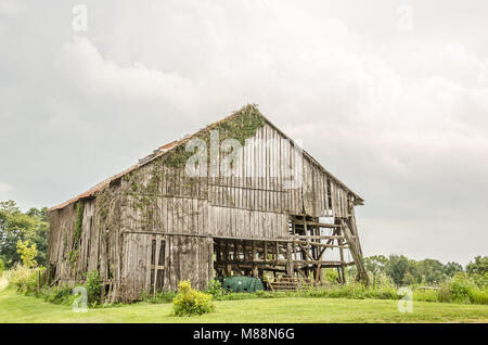 Old barn needs a lot of help from the roof to the barn walls.  Even the vines are dying. Stock Photo