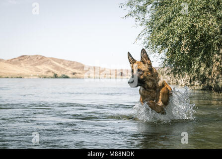 German shepherd dog is jumping in river Ili, Almaty region, Kazakhstan. Stock Photo