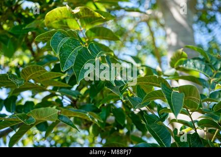 Leaves of a Red Cedar tree, Toona ciliata, in closeup. Stock Photo