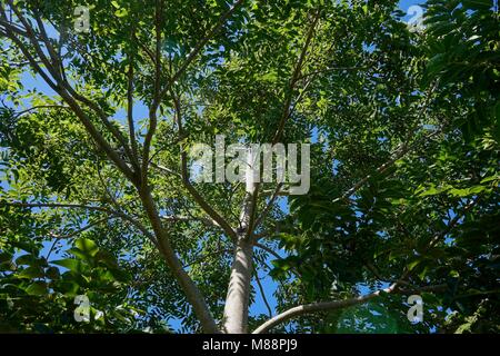 Looking up into the canopy of a Red Cedar tree, Toona ciliata. Stock Photo