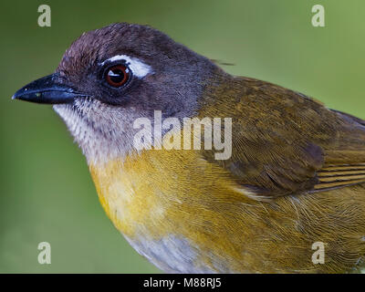 Briltangare, Common Bush-Tanager Stock Photo