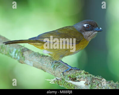 Briltangare, Common Bush-Tanager Stock Photo