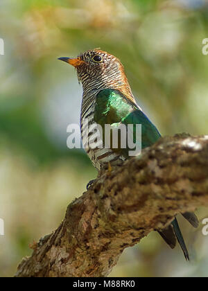Vrouwtje Gevlekte Bronskoekoek, Female Asian Emerald Cuckoo Stock Photo