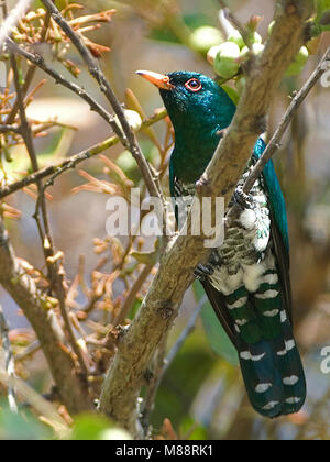 Mannetje Gevlekte Bronskoekoek, Male Asian Emerald Cuckoo Stock Photo