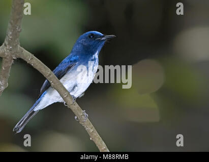 Hainanniltava, Hainan Blue-Flycatcher, Cyornis hainanus Stock Photo