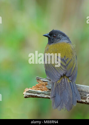 Grootpootstruikgors in zit, Large-footed Finch perched Stock Photo